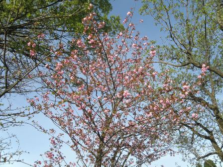 庭の八重桜