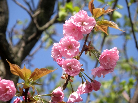 八重桜の花